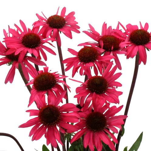 ECHINACEA STILETTO