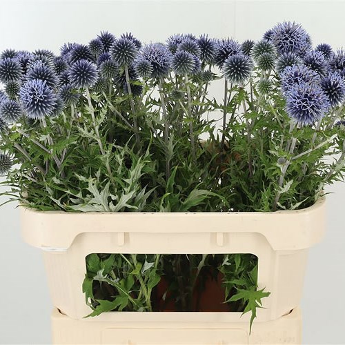 ECHINOPS BLUE GLOBE