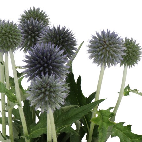 ECHINOPS BLUE GLOBE