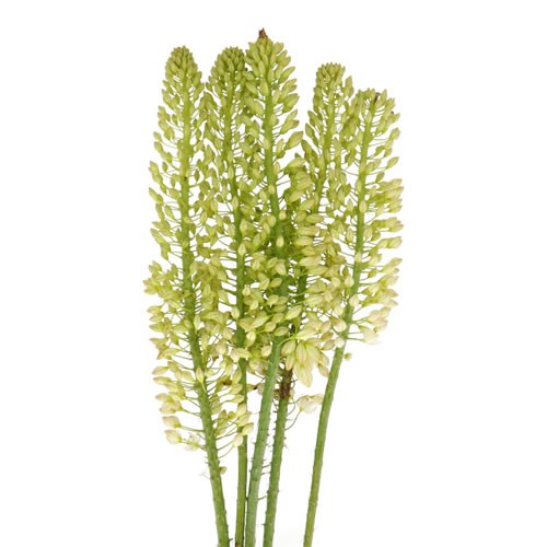 EREMURUS ALASKA