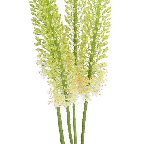 EREMURUS BRUTUS