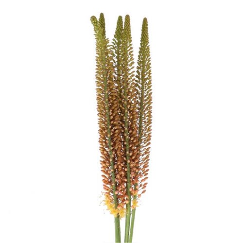 EREMURUS CLEOPATRA