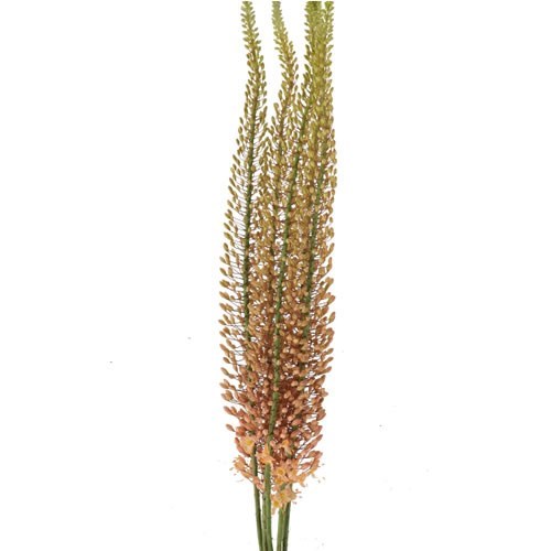 EREMURUS HERCULES
