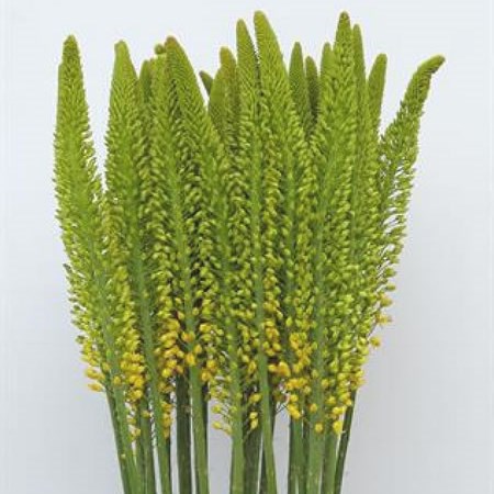 Eremurus Tianschanicus Eremurus | Wholesale Flowers UK | Wedding Flowers | Foxtail Lily