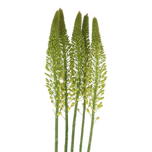EREMURUS IMAGE