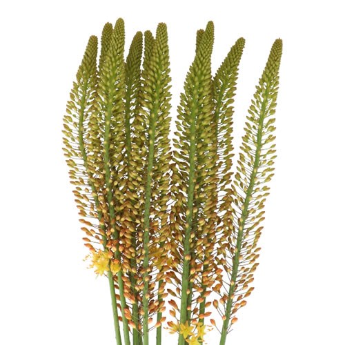 EREMURUS ORANGE PRINCESS