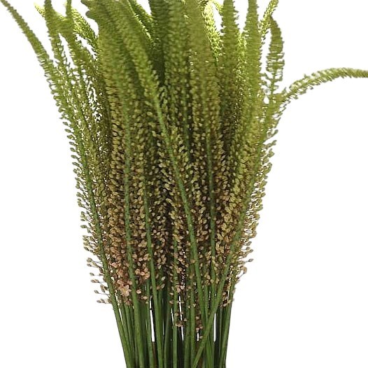 EREMURUS ROMANCE
