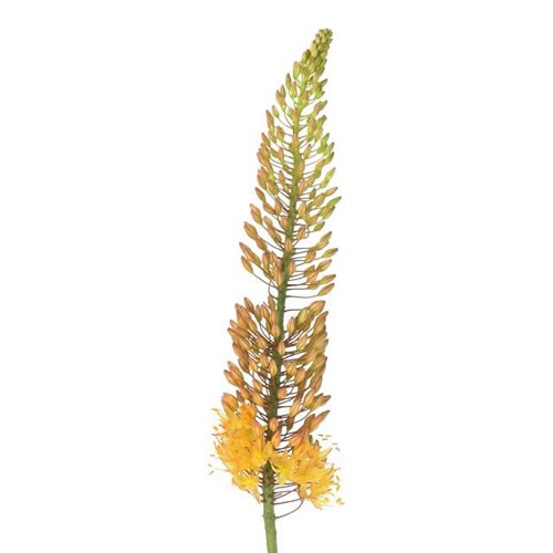 EREMURUS RUITER