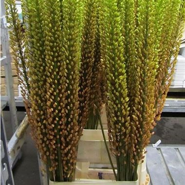 EREMURUS RUMBA