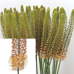 Eremurus | Wholesale Flowers UK | Wedding Flowers | Foxtail Lily