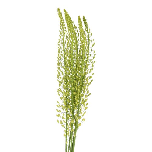 EREMURUS SHELFORD YELLOW SUN
