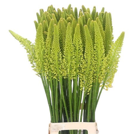 EREMURUS STENOPHYLLUS