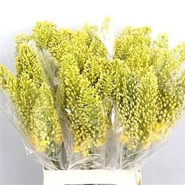 EREMURUS STENOPHYLLUS