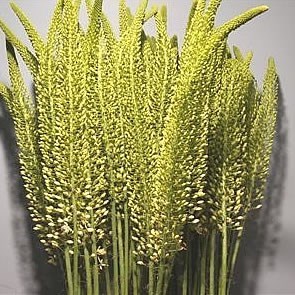 EREMURUS WHITE BEAUTY
