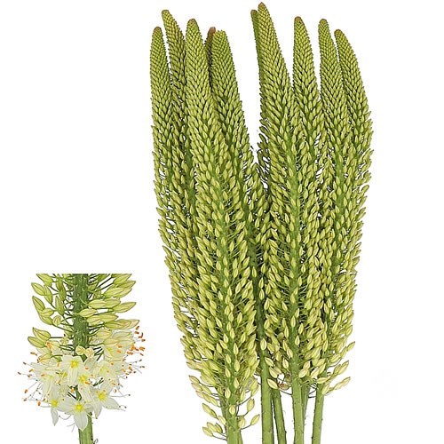 EREMURUS WHITE BEAUTY FAVORITE