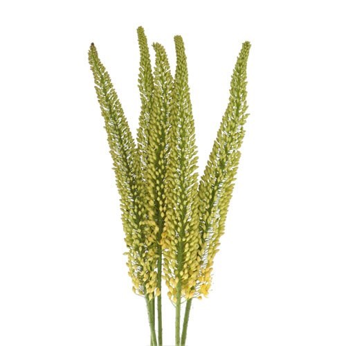 EREMURUS YELLOW IMPACT