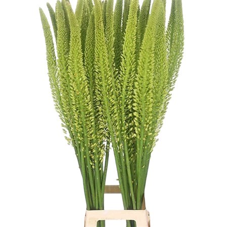 EREMURUS YELLOW REBEL