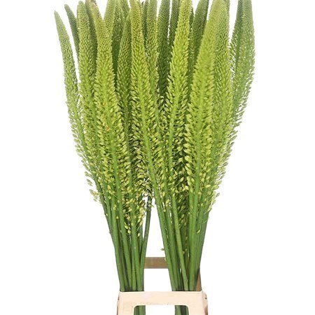 EREMURUS YELLOW REBEL