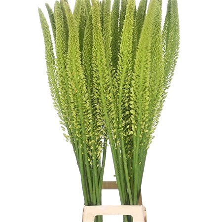 EREMURUS YELLOW REBEL