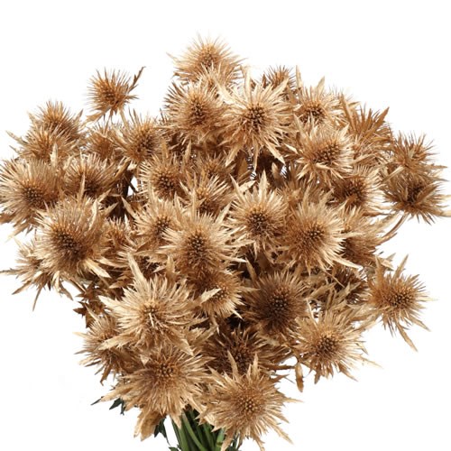 ERYNGIUM DYED ANTIQUE GOLD