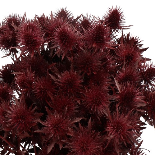 ERYNGIUM DYED BURGUNDY
