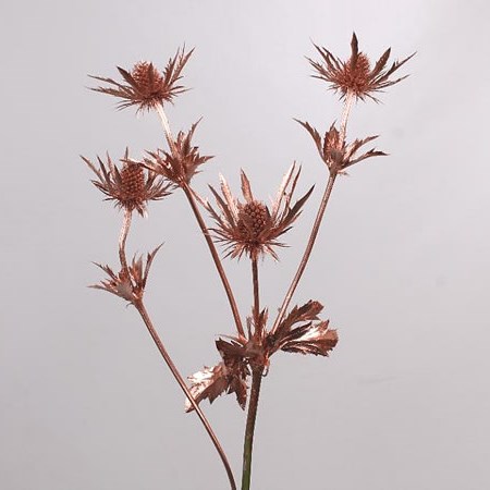 ERYNGIUM DYED COPPER