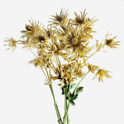 ERYNGIUM DYED GOLD