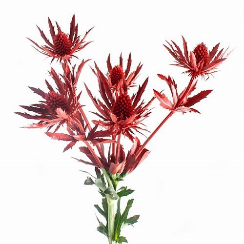 ERYNGIUM DYED RED