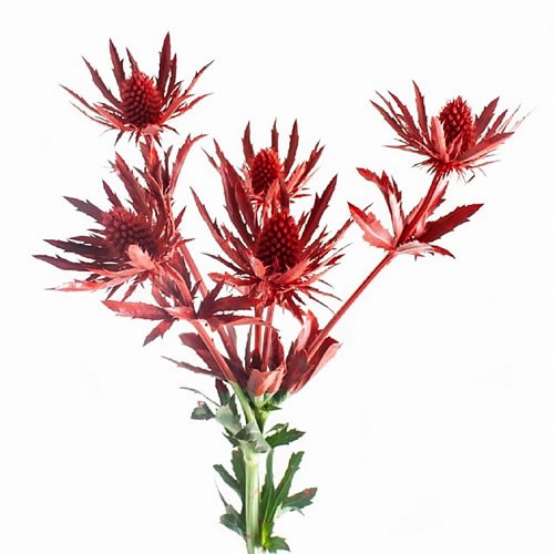 ERYNGIUM DYED RED
