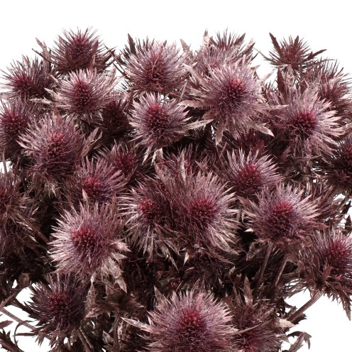 ERYNGIUM DYED ROSE GOLD