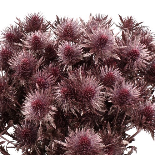 ERYNGIUM DYED ROSE GOLD