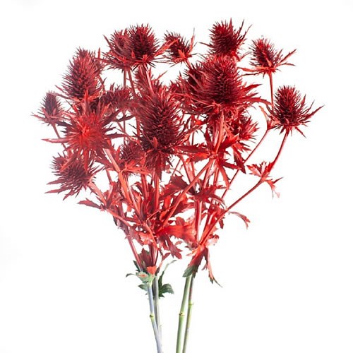 ERYNGIUM SUPERNOVA DYED RED