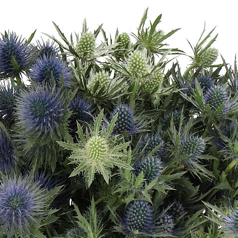 ERYNGIUM THISTLE MIX