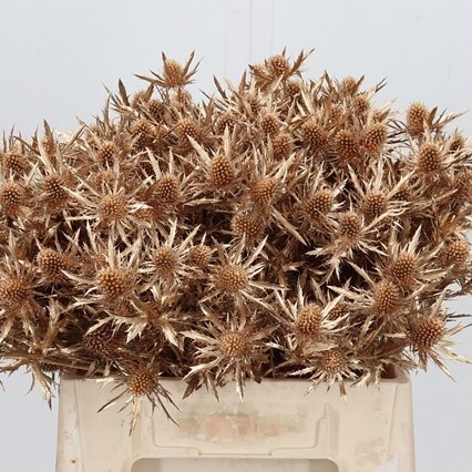 ERYNGIUM ORION DYED ANTIQUE GOLD