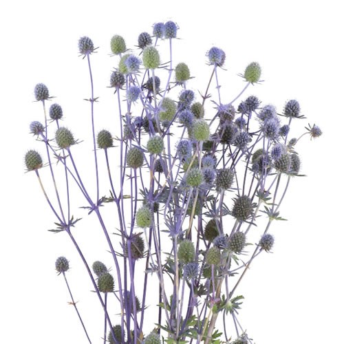 ERYNGIUM (THISTLE) PLANUM