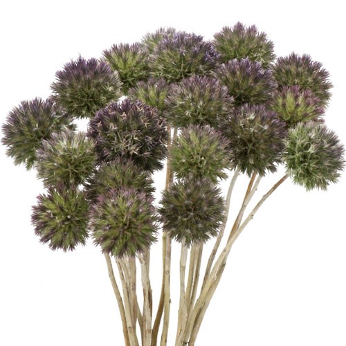 ERYNGIUM SINGLE