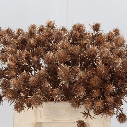 ERYNGIUM SUPERNOVA DYED ANTIQUE GOLD