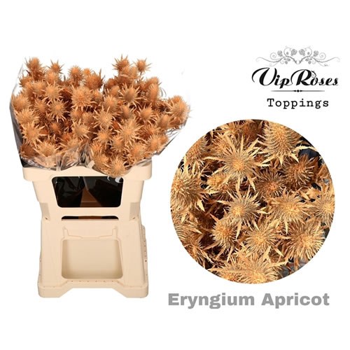 ERYNGIUM SUPERNOVA DYED APRICOT