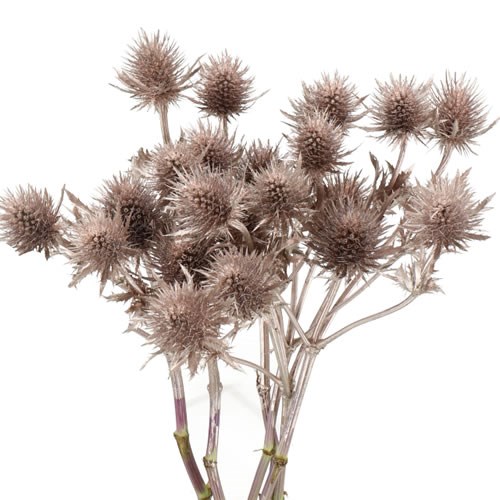 ERYNGIUM SUPERNOVA DYED CHAMPAGNE