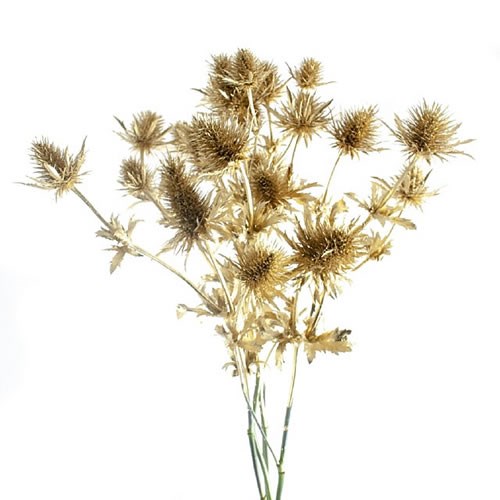 ERYNGIUM SUPERNOVA DYED GOLD