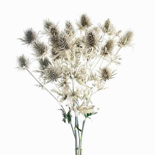 ERYNGIUM SUPERNOVA DYED PLATINA