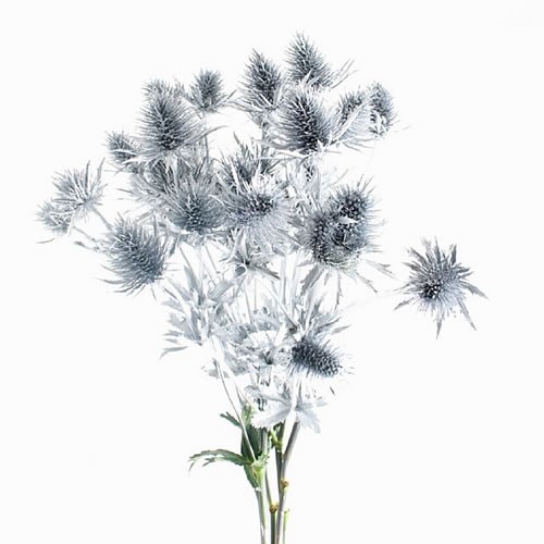 ERYNGIUM SUPERNOVA DYED SILVER