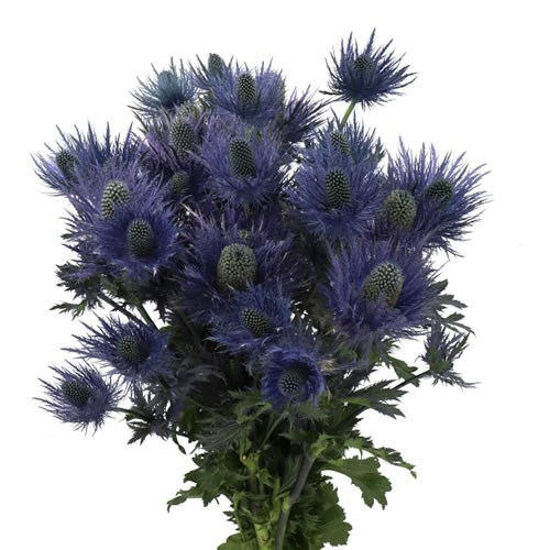 ERYNGIUM (THISTLE) ALPINUM