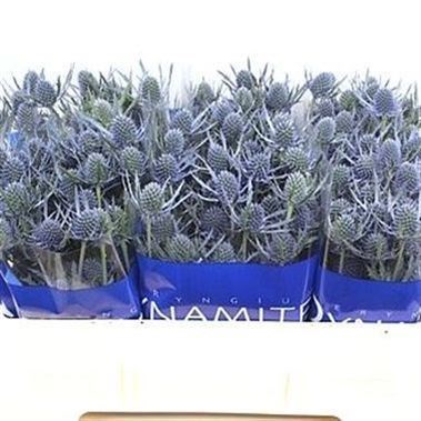 ERYNGIUM (THISTLE) BLUE DYNAMITE
