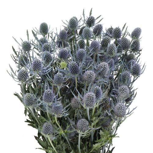 ERYNGIUM (THISTLE) BLUE DYNAMITE
