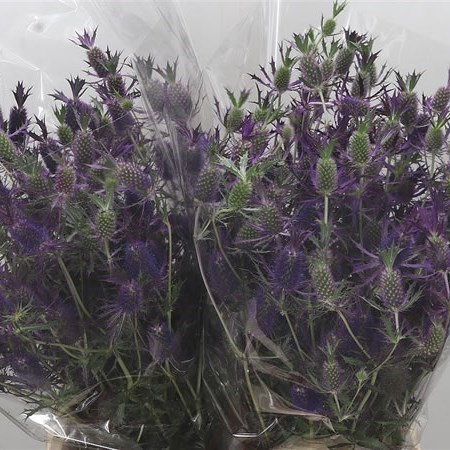 ERYNGIUM (THISTLE) DISCOVERY