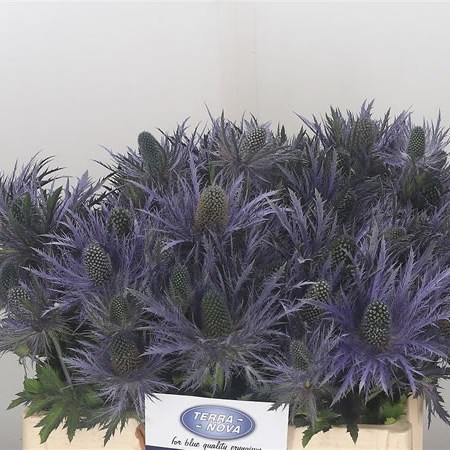 ERYNGIUM (THISTLE) DON STONE