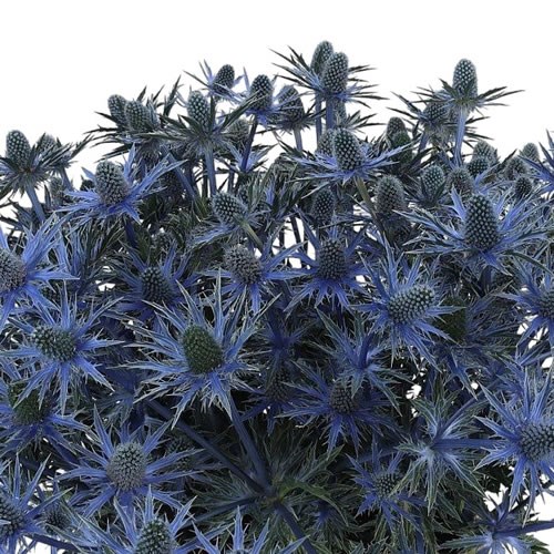 ERYNGIUM (THISTLE) JOS EIJKING