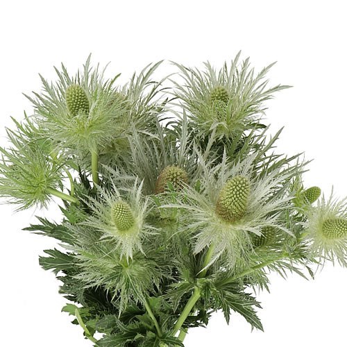 ERYNGIUM (THISTLE) LOVELY WHITE-GREEN