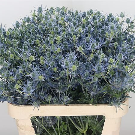 ERYNGIUM (THISTLE) MAGICAL BLUE LAGOON